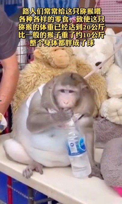 网友爆料瘦猴子视频,网友热议其减肥秘诀 第2张 网友爆料瘦猴子视频,网友热议其减肥秘诀 第2张